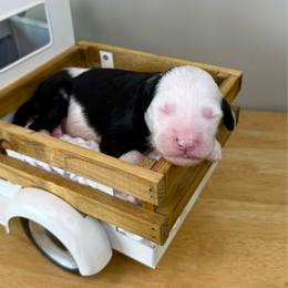 Mutton Bustin' - Black and white male Sheepadoodle puppy in Adams, Nebraska from Boxcar Doodles and Poodles