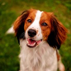 Ori - Nederlandse Kooikerhondje