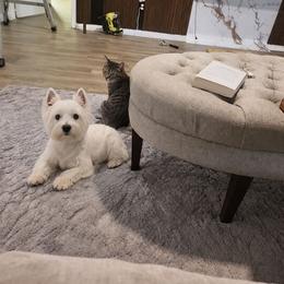 Flurry - West Highland White Terrier