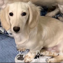 Shiloh - Dachshund