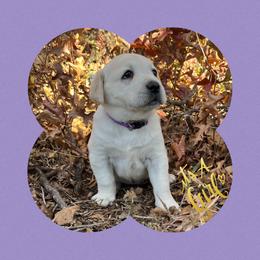 Labrador Retriever, Mastiff, and Miniature Australian Shepherd Puppies from Blackberry Cabin Farms