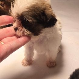 Red and white male - Red and white male Shih Tzu puppy in Lebanon, Missouri from Anna's Babies in the Midwest