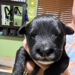 Boy 1 - Black male Portuguese Water Dog puppy in California from Lukos Portuguese Water Dogs