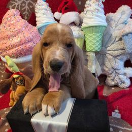 Elijah - Mahogany and white male Basset Hound puppy in Big Rapids, Michigan from Basket Hound Bassets