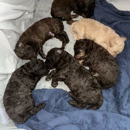 Poodle Puppies from Noelle Poodles