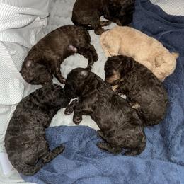 Poodle Puppies from Noelle Poodles