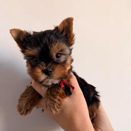 Koda - Black and tan male Yorkshire Terrier puppy in Georgia from Nalley Kennels
