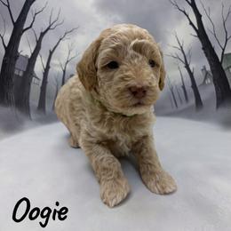 Oogie - Cream male Goldendoodle puppy in Hughesville, Maryland from Fox Run Farm