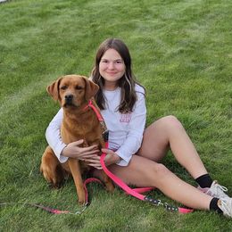 Ruby - Labrador Retriever