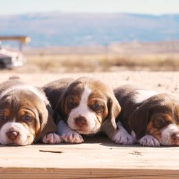Beagle puppies from Desert Sage Beagles