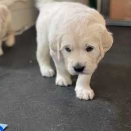 Golden Retriever Puppies from Bramble Berry Goldens