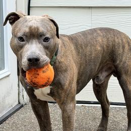 American Pit Bull Terrier puppies from IGY6 Kennels