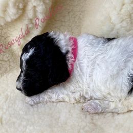 Poodle Puppies from Rosegold Poodles