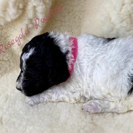 Poodle Puppies from Rosegold Poodles