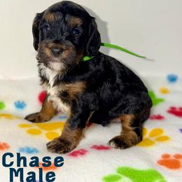 Chase - Tri-color male Australian Labradoodle puppy in Beecher, Illinois from Erica’s Doodles