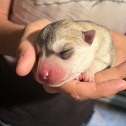 Artemis - Gray and white female Siberian Husky puppy in Amery, Wisconsin from Sovereign Siberians