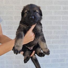 Rowena - Sable female German Shepherd puppy in Winston Salem, North Carolina from Samtastic Shepherds