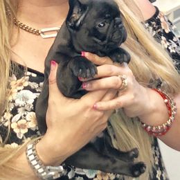 French Bulldog Puppies from Bouledogue Royal
