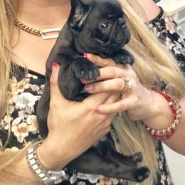 French Bulldog Puppies from Bouledogue Royal