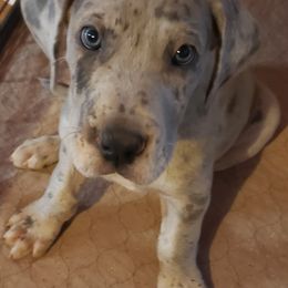 Bernese Mountain Dog and Great Dane Puppies from Stonebrook Gentle Giants