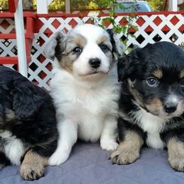 Cavapoo and Aussiedoodle Puppies from Blue Diamond Puppies