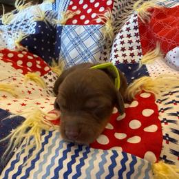 Cobalt- green collar - Chocolate and tan male Dachshund puppy in Delta, Utah from Dix n’ Dot Dachshunds