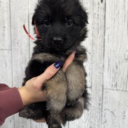 Trixie red - Black and red female German Shepherd puppy in Herrick, South Dakota from Dakota Shepherds Kennels