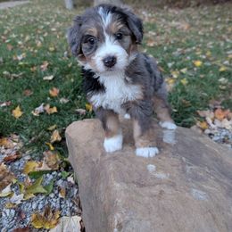 Jack - Blue merle male Bernedoodle puppy in Beach City, Ohio from Blue Cloud Doodles
