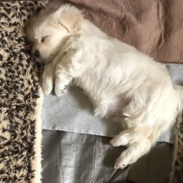 Lhasa Apso Puppies from Kories Kennels
