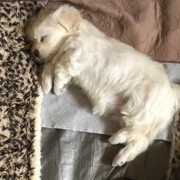 Lhasa Apso Puppies from Kories Kennels