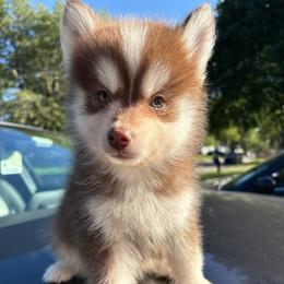Pyro - Chocolate male Pomsky puppy in Valparaiso, Indiana from Valparaiso Pomskys