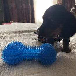 Dachshund Puppies from Cogsworth Cromwell Dachshunds of South West Michigan
