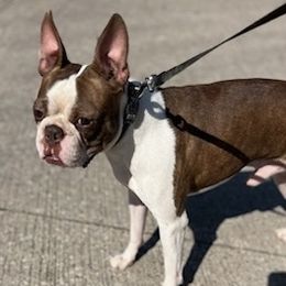Rowan - Boston Terrier