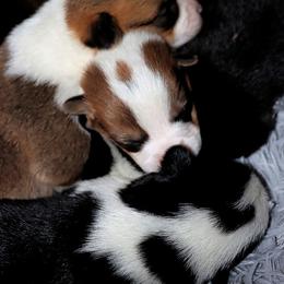 Pembroke Welsh Corgi Puppies from Northwynd Corgis
