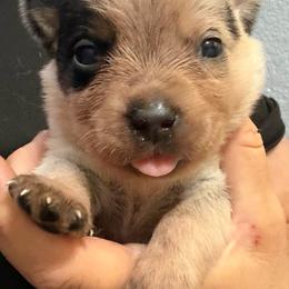 - Boy 1 - Blue male Australian Cattle Dog puppy in Kaufman, Texas from Emberwick Ranch