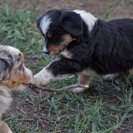 Miniature Australian Shepherds from MT Heart Mini Australian Shepherds