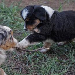 Miniature Australian Shepherds from MT Heart Mini Australian Shepherds