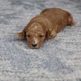 Purple collar - Apricot female Poodle puppy in Edmond, Oklahoma from The Redbud Roost