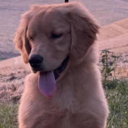Australian Shepherds and Golden Retrievers from Windust Kennels