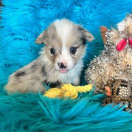 Ella - Blue merle and white female American Corgi puppy in Los Lunas, New Mexico from Blue Diamond Welsh corgis