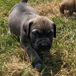 Boy 1 - Brown male Boerboel puppy in Sedgewickville, Missouri from Heritage Boerboels