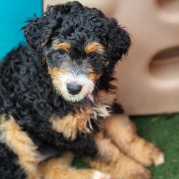 Come on Eileen - Black tri-color Assorted Doodle Crosses puppy in Indianapolis, Indiana from Do Wah Diddy Doodles