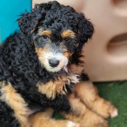 Come on Eileen - Black tri-color Assorted Doodle Crosses puppy in Indianapolis, Indiana from Do Wah Diddy Doodles