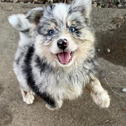 Johnny cash - Merle male Pomsky puppy in Sturgis, Kentucky from Furever Pomskies