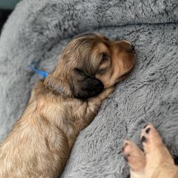 Blue Boy - Cream male Dachshund puppy in Descanso, California from Kendaline Kennels