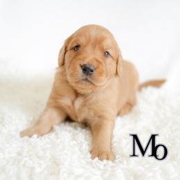 Mo - Dark golden male Golden Retriever puppy in Idaho Falls, Idaho from Brinton Goldens