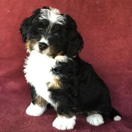 Bernedoodle and Bernese Mountain Dog Puppies from Holston Hollow Farm