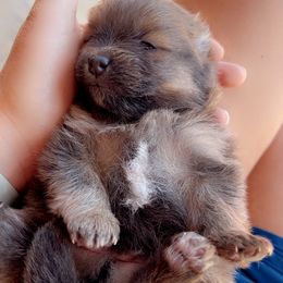 Milo - Blue male Pomeranian puppy in Hernando, Mississippi from The Pom Squad