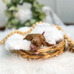Burgandy Female - Red  female Goldendoodle puppy in Cedar City, Utah from Cedar Doodles- Home of the Teddybear Goldendoodle