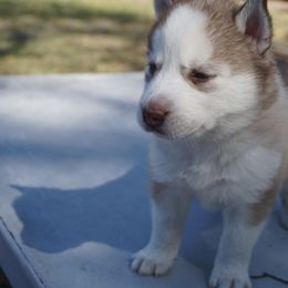 Siberian Husky Puppies from Milly's Showline Pets